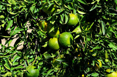 ULIVETO in autunno. Fotografie di Giulio Azzarello ©2014. ULIVETO in autunno. Fotografie di Giulio Azzarello ©2014.