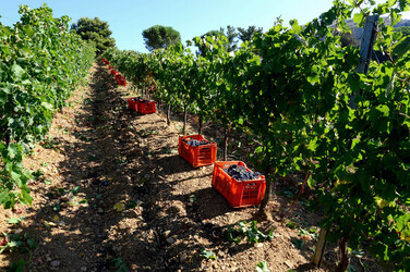 VENDEMMIA a S.Cristina Gela in Sicilia. Fotografie di Giulio Azzarello &copy;2016.