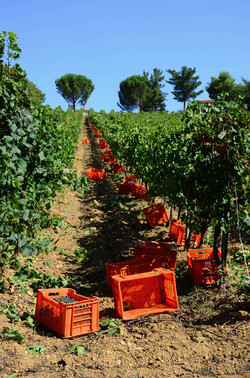 VENDEMMIA a S.Cristina Gela in Sicilia. Fotografie di Giulio Azzarello &copy;2016.