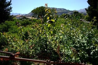GIARDINO SICILIANO fotografie di Giulio Azzarello ©2021. GIARDINO SICILIANO fotografie di Giulio Azzarello ©2021.
