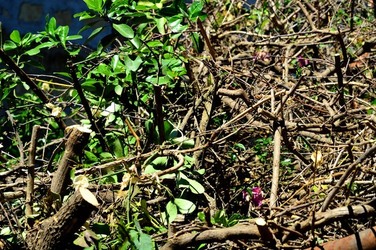HABITAT NATURA in campagna. Fotografie di Giulio Azzarello ©2015 2016. HABITAT NATURA in campagna. Fotografie di Giulio Azzarello ©2015 2016.