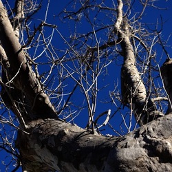 ALBERI. Fotografie di Giulio Azzarello &copy;2024.