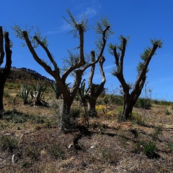 SEGESTA. Fotografie di Giulio Azzarello ©2024. SEGESTA. Fotografie di Giulio Azzarello ©2024.