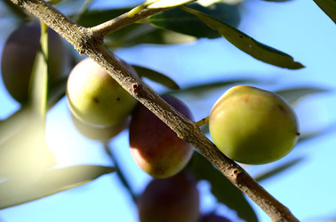 ULIVETO in autunno. Fotografie di Giulio Azzarello ©2014. ULIVETO in autunno. Fotografie di Giulio Azzarello ©2014.