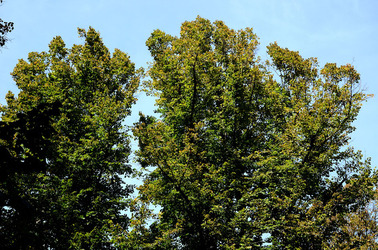GIARDINI della BIENNALE a Venezia. Foto di Giulio Azzarello &copy;2015 2016.