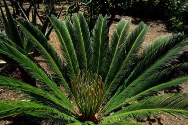 GIARDINO fotografie di Giulio Azzarello ©2019. GIARDINO fotografie di Giulio Azzarello ©2019.