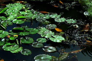 ORTO BOTANICO di Palermo in inverno. Fotografie di Giulio Azzarello &copy;2016.