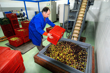 TIPICO FRANTOIO fotografie di Giulio Azzarello ©2014. TIPICO FRANTOIO fotografie di Giulio Azzarello ©2014.