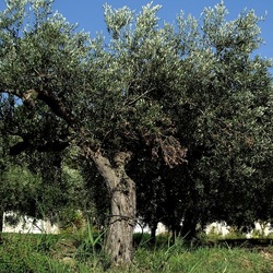 SELINUNTE. Fotografie di Giulio Azzarello ©2022. SELINUNTE. Fotografie di Giulio Azzarello ©2022.