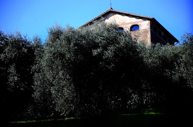 PARCO ARCHEOLOGICO DEL PALATINO Roma. Fotografie di Giulio Azzarello ©2020.