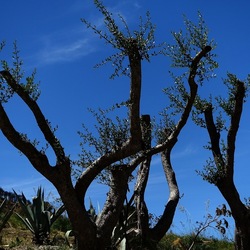 SEGESTA. Fotografie di Giulio Azzarello ©2024. SEGESTA. Fotografie di Giulio Azzarello ©2024.