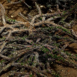 ORTO BOTANICO. Fotografie di Giulio Azzarello &copy;2024.