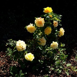 ROSETO. Fotografie di Giulio Azzarello &copy;2022.