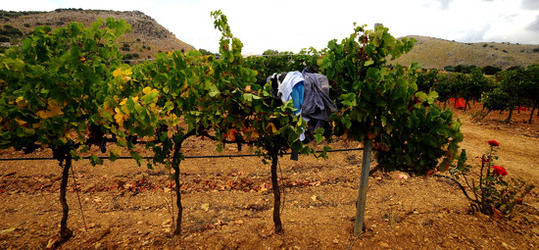 VENDEMMIA di AUTUNNO a S.Cristina Gela in Sicilia. Fotografie di Giulio Azzarello &copy;2016.