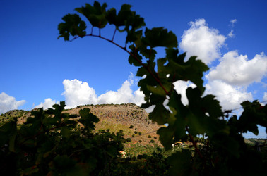 VENDEMMIA di AUTUNNO a S.Cristina Gela in Sicilia. Fotografie di Giulio Azzarello &copy;2016.