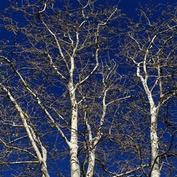 ALBERI. Fotografie di Giulio Azzarello &copy;2024.