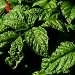 GIARDINO SICILIANO. Fotografie di Giulio Azzarello ©2022. GIARDINO SICILIANO. Fotografie di Giulio Azzarello ©2022.