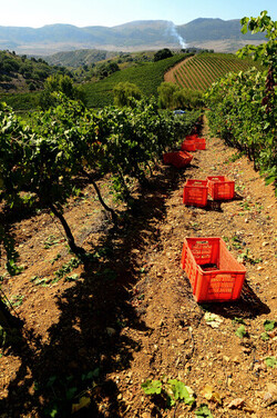 VENDEMMIA a S.Cristina Gela in Sicilia. Fotografie di Giulio Azzarello &copy;2016.