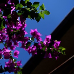 GIARDINO SICILIANO. Fotografie di Giulio Azzarello ©2022. GIARDINO SICILIANO. Fotografie di Giulio Azzarello ©2022.