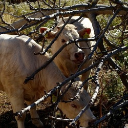 BESTIE. Fotografie di Giulio Azzarello ©2022. BESTIE. Fotografie di Giulio Azzarello ©2022.