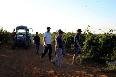 VENDEMMIA a Mazzara del Vallo in Sicilia con i contadini. Fotografie di Giulio Azzarello ©2016. VENDEMMIA a Mazzara del Vallo in Sicilia con i contadini. Fotografie di Giulio Azzarello ©2016.