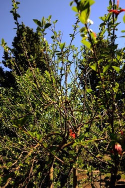 GIARDINO SICILIANO fotografie di Giulio Azzarello ©2021. GIARDINO SICILIANO fotografie di Giulio Azzarello ©2021.