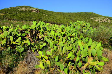 ISOLA DI USTICA la natura. Fotografie di Giulio Azzarello &copy;2016.