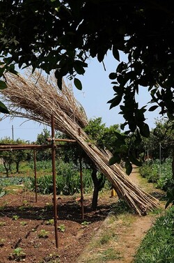 IL CANNETO del contadino siciliano. Fotografie di Giulio Azzarello &copy;2014.