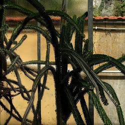 ORTO BOTANICO. Fotografie di Giulio Azzarello &copy;2024.