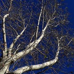 ALBERI. Fotografie di Giulio Azzarello &copy;2024.