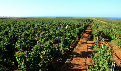 VENDEMMIA a Mazzara del Vallo in Sicilia con i contadini. Fotografie di Giulio Azzarello ©2016. VENDEMMIA a Mazzara del Vallo in Sicilia con i contadini. Fotografie di Giulio Azzarello ©2016.