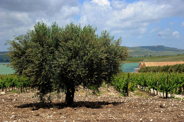 VIGNETO AGRITURISTICO PLANETA a Sambuca di Sicilia. Fotografie di Giulio Azzarello &copy;2014.