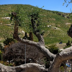 SEGESTA. Fotografie di Giulio Azzarello ©2024. SEGESTA. Fotografie di Giulio Azzarello ©2024.