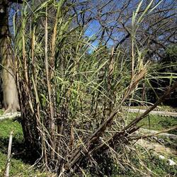 ORTO BOTANICO DI PALERMO. Fotografie di Giulio Azzarello ©2022. ORTO BOTANICO DI PALERMO. Fotografie di Giulio Azzarello ©2022.