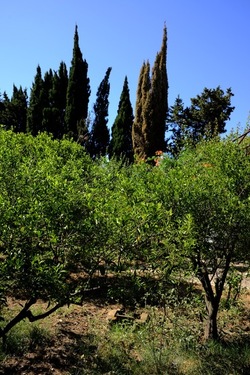 GIARDINO SICILIANO fotografie di Giulio Azzarello ©2021. GIARDINO SICILIANO fotografie di Giulio Azzarello ©2021.
