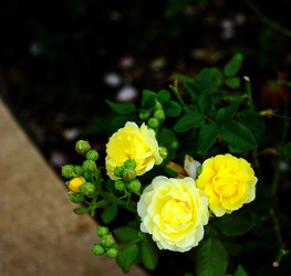 CAMPAGNA SICILIANA. Fotografie di Giulio Azzarello &copy;2016.