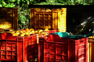 LIMONI di Sicilia coltivati in modo biologico. Fotografie di Giulio Azzarello &copy;2014.