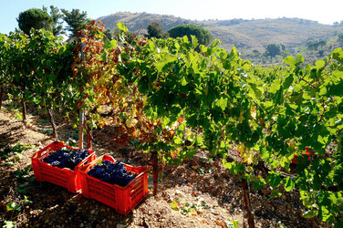 VENDEMMIA a S.Cristina Gela in Sicilia. Fotografie di Giulio Azzarello &copy;2016.