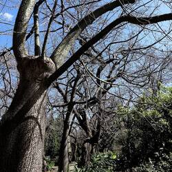 ORTO BOTANICO DI PALERMO. Fotografie di Giulio Azzarello ©2022. ORTO BOTANICO DI PALERMO. Fotografie di Giulio Azzarello ©2022.