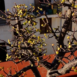 BONSAI. Fotografie di Giulio Azzarello &copy;2022.