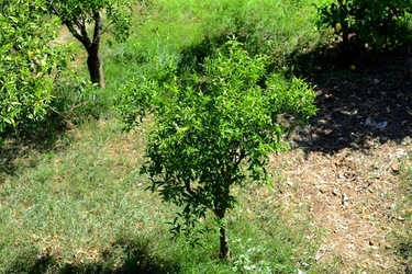 GIARDINO SICILIANO fotografie di Giulio Azzarello ©2021. GIARDINO SICILIANO fotografie di Giulio Azzarello ©2021.