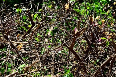 HABITAT NATURA in campagna. Fotografie di Giulio Azzarello ©2015 2016. HABITAT NATURA in campagna. Fotografie di Giulio Azzarello ©2015 2016.