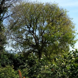 PIANTE. Fotografie di Giulio Azzarello &copy;2022.