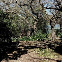 ORTO BOTANICO DI PALERMO. Fotografie di Giulio Azzarello ©2022. ORTO BOTANICO DI PALERMO. Fotografie di Giulio Azzarello ©2022.