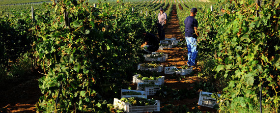 VENDEMMIA a Mazzara del Vallo in Sicilia con i contadini. Fotografie di Giulio Azzarello ©2016. VENDEMMIA a Mazzara del Vallo in Sicilia con i contadini. Fotografie di Giulio Azzarello ©2016.