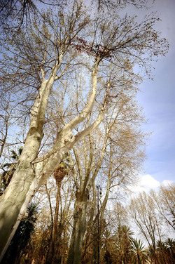 VILLA BONANNO a Palermo. Fotografie di Giulio Azzarello &copy;2016.