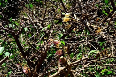 HABITAT NATURA in campagna. Fotografie di Giulio Azzarello ©2015 2016. HABITAT NATURA in campagna. Fotografie di Giulio Azzarello ©2015 2016.