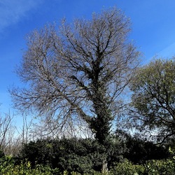 PIANTE. Fotografie di Giulio Azzarello &copy;2022.
