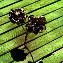 METALLICO. Fotografia di Giulio Azzarello &copy;2023.