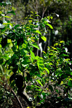 AGRUMETO SICILIANO in autunno. Fotografie di Giulio Azzarello &copy;2014.